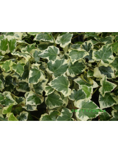 Kit 5 Piante Hedera Algeriensis Vaso 7 cm | Mondo Piante