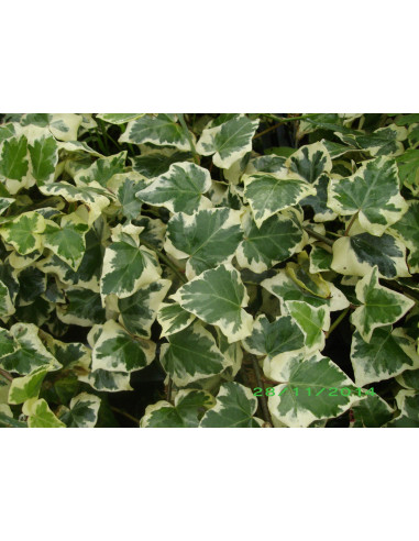 Kit 5 Piante Hedera Algeriensis Vaso 7 cm | Mondo Piante