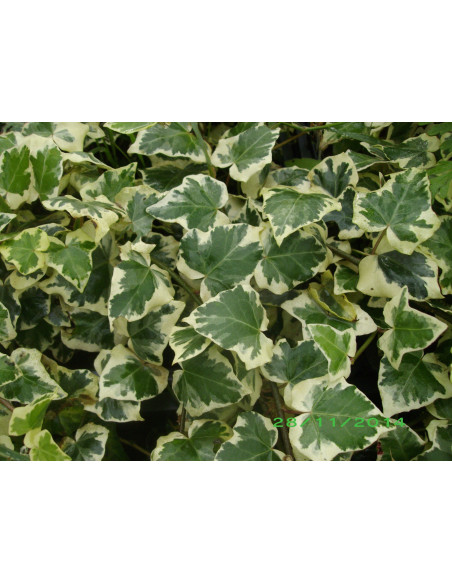 Kit 5 Piante Hedera Algeriensis Vaso 7 cm | Mondo Piante