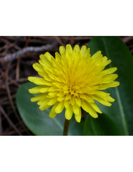 Vendita Semi di Tarassaco-Semi Particolari|Mondo Piante