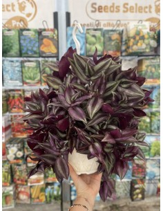 copy of Tradescantia Plant