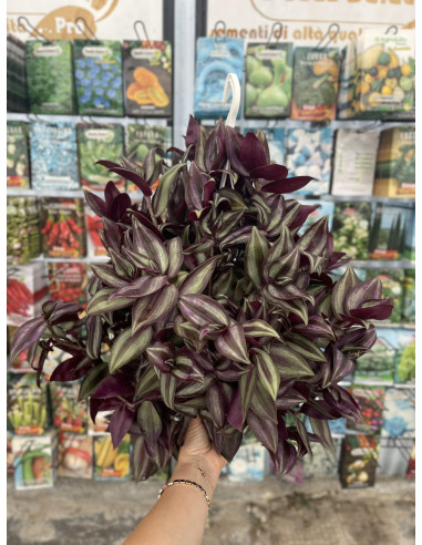 Vendita Pianta Tradescantia 17-Piante Da Cespuglio Online|Mondo Piante