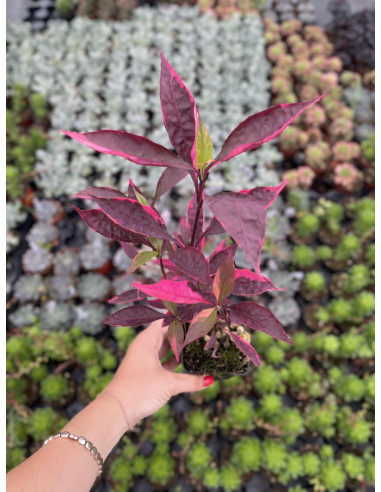 5 Piante di Alternanthera Vaso 7cm - Piante Da Cespuglio |MondoPiante