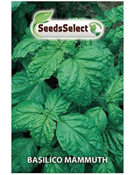 Red Basil Seeds for Sale-Seeds Online | Mondo Piante