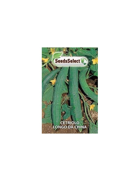 Longo Cucumber from China Seeds for Sale-Seeds Online | Mondo Piante