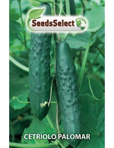 copy of Cucumber Seeds