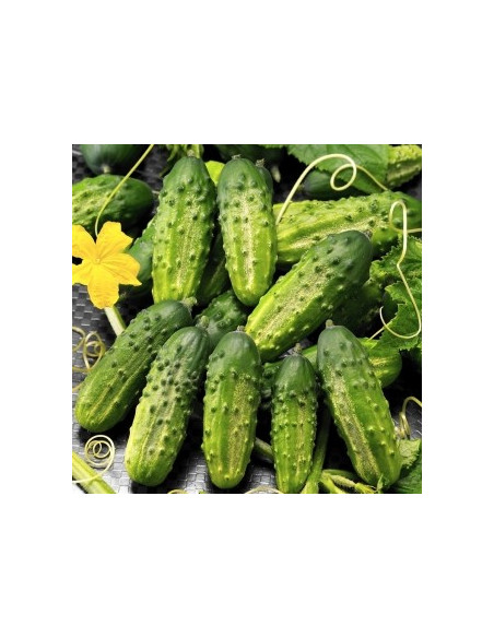 Cucumber Seeds for Sale-Seeds Online | Mondo Piante