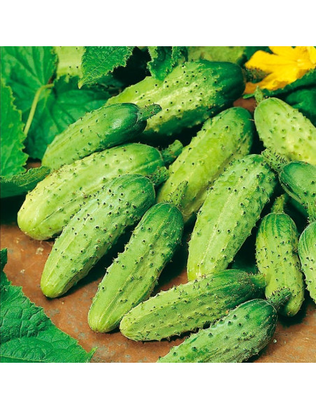 Cucumber Seeds for Sale-Seeds Online | Mondo Piante
