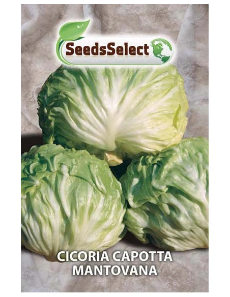Vendita Semi  Cicoria Capotta Mantovana-Semi per Orto|Mondo Piante