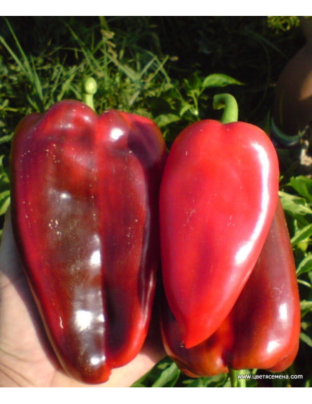 Red Topepo Pepper Seeds for Sale-Seeds Online | Mondo Piante