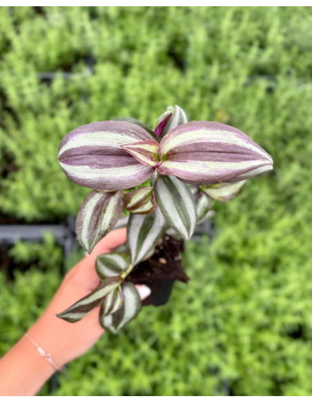 Pianta Tradescantia - Vendita Pianta Da Cespuglio Online |Mondo Piante