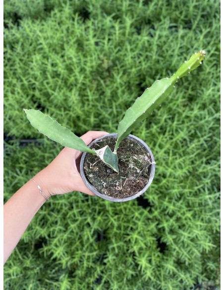 Vendita Pianta Grassa Hylocereus undatus OnLine |Vivaio Mondo Piante