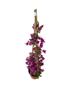 Pianta Bouganvillea Vaso 18 cm | Mondo Piante