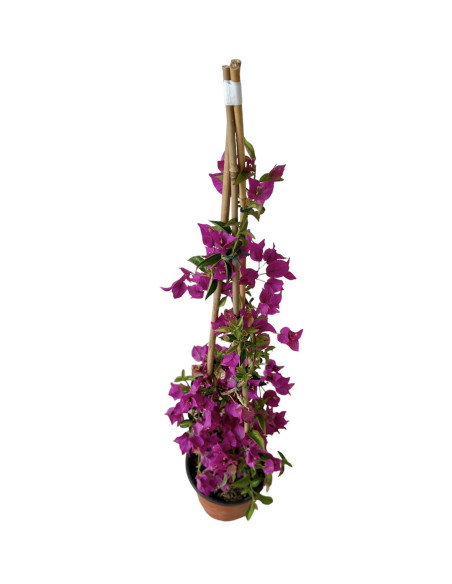 Pianta Bouganvillea in Vaso 18cm-Pianta Rampicante |Mondo Piante