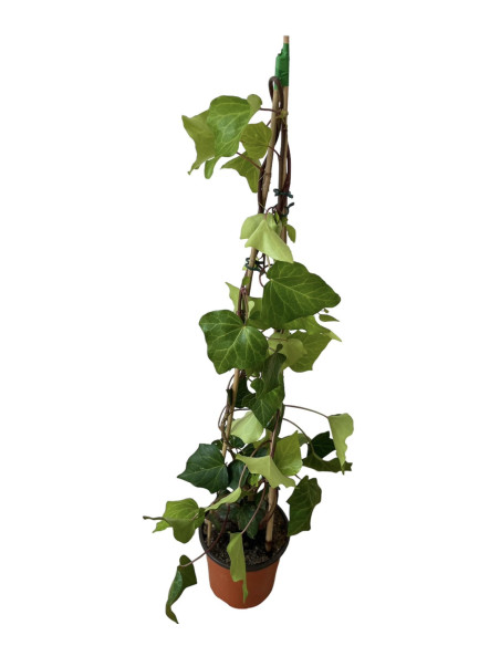 Vendita Pianta Edera Ibernica Vaso 18cm- Rampicante Online|Mondo Piante