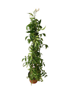 Pianta Pandorea Jasminoides Vaso 18 cm | Mondo Piante