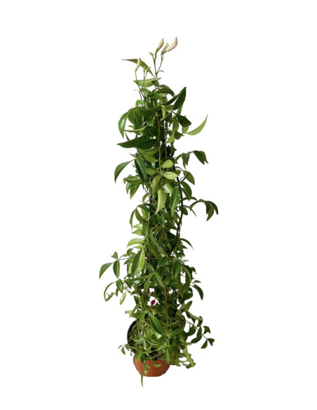 Pianta Pandorea Jasminoides Vaso 18cm - Piante Rampicanti|Mondo Piante