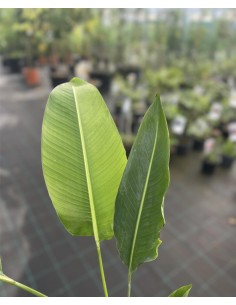 copy of Northern banana... 2