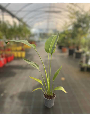 Vendita Albero di Ravenala madagascariensis-Alberi Tropicali|Mondo Piante