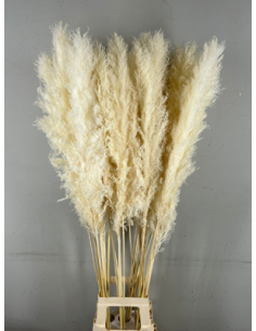 Pampas Fiori secchi colore... 2
