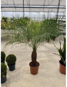 copy of Pianta Westringia...