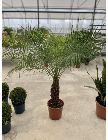 Vendita Pianta Phoenix Robellina Vaso 30-Palmizi online|Mondo Piante