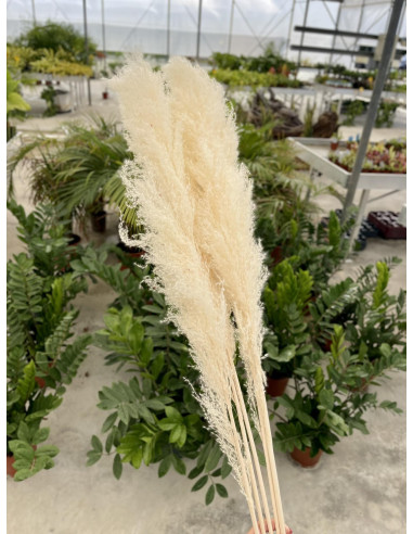 Vendita Pianta Pampas -Piante Verdi|Mondo Piante
