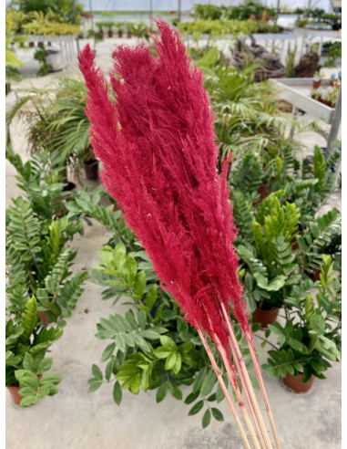 Vendita Pianta Pampas -Piante Verdi|Mondo Piante