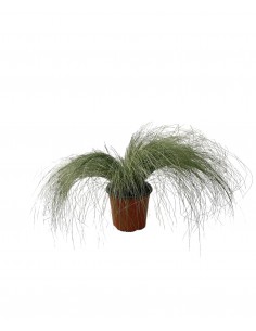 Pianta di Stipa in Vaso...