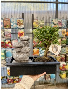 copy of Bonsai Ficus Ginseng 2