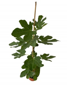 Pianta di Fico in Vaso 18cm 2