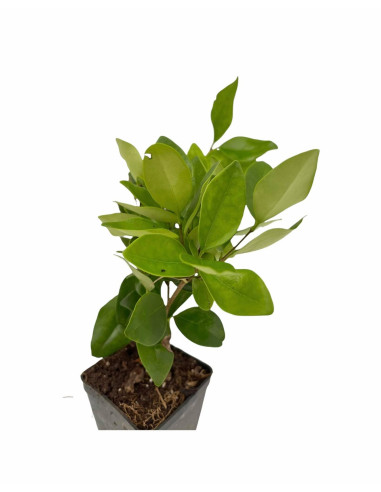 Vendita 5 Piante Ligustro Japonica 7cm  - Piante Da Siepe|Mondo Piante