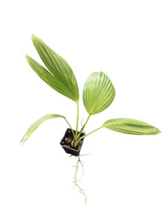 Pianta Livistona Rotundifolia Vaso 7cm | Palme da Interno | Mondo Piante
