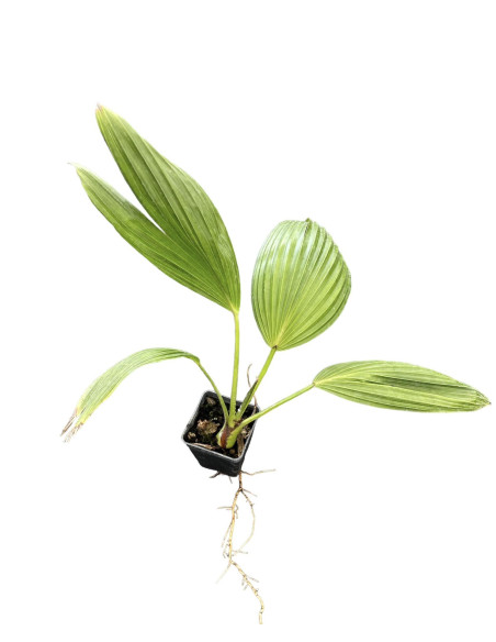 Vendita Livistona rotundifolia Vaso 7cm-Palmizi online|Mondo Piante