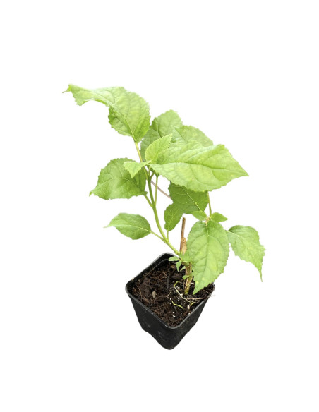 Vendita 5 Piante in Vaso 7cm di Ortensia - Piante Online| Mondo Piante