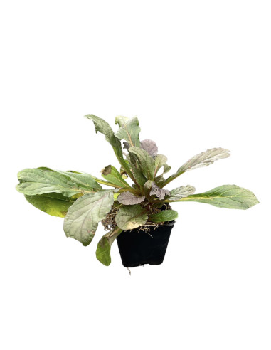 Kit 5 Piante Ajuga Repens Vaso 7 cm | Mondo Piante