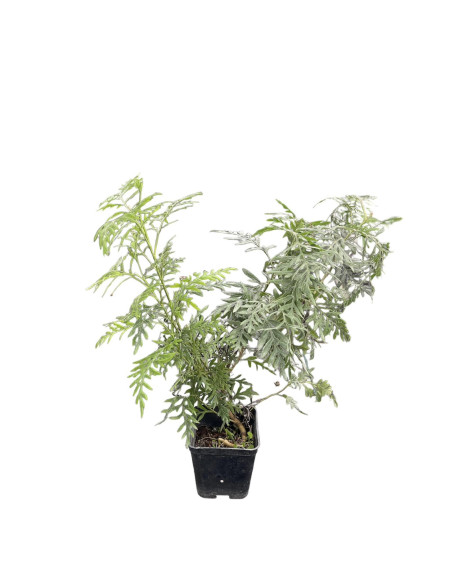 5 Piante di Grevillea robusta Vaso 7cm - Pianta  Cespuglio|MondoPiante