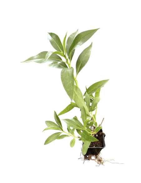 5 Piante di Myoporum  Vaso 7cm - Vendita Pianta | Vivaio Mondo Piante
