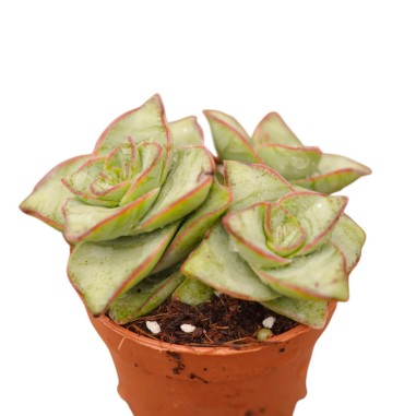 Crassula Moonglow Plant for Sale-Succulent Plants|Mondo Piante