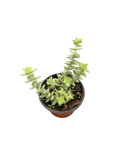 Vendita Crassula Marneriana | La Spettacolare Collana di Giada | MondoPiante