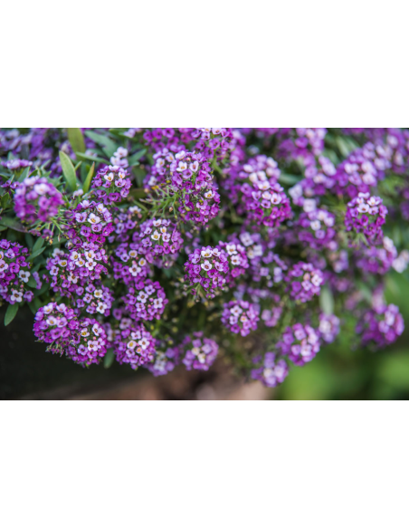 Vendita Semi di Alisso Nano Violetto-Semi Fiori OnLine|Mondo Piante