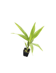 Pianta Archontophoenix Alexandrae Vaso 7cm | Palme | Mondo Piante