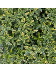 copy of Euonymus Japonicus...