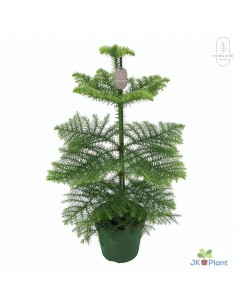 Pianta Araucaria...