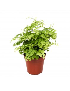 Pianta Adiantum raddianum...