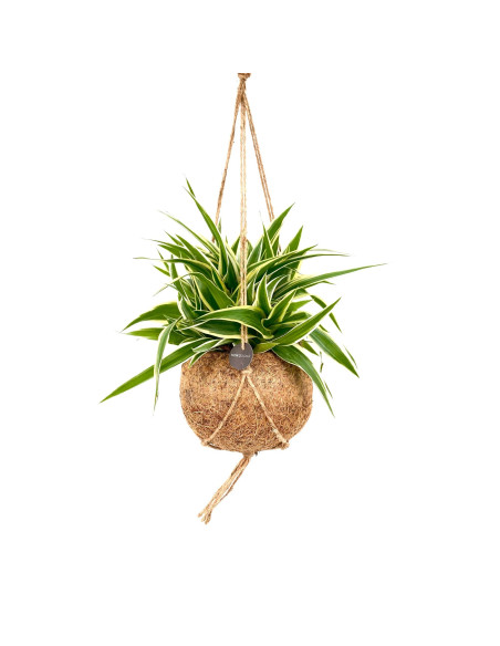 Vendita Pianta Chlorophytum Ocean kokedama-Piante Verdi|Mondo Piante