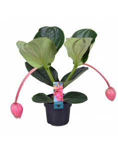 Pianta Medinilla magnifica...