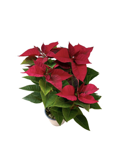 Vendita Online Stella di Natale-Articoli Natalizi|Vivaio Mondo Piante