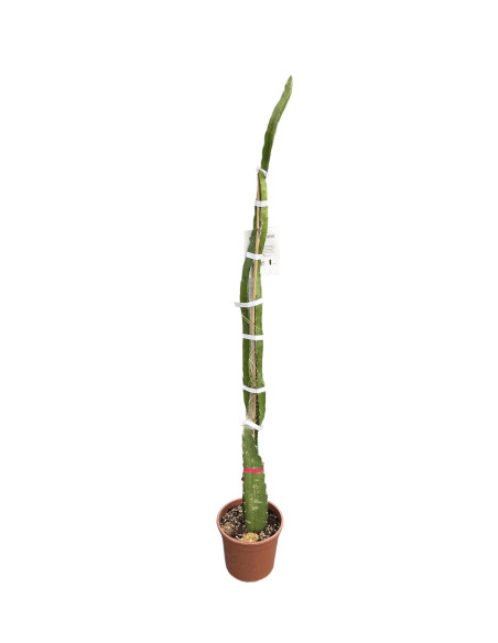 Senecio rowleyanus Plant for Sale-Succulent Plants|Mondo Piante