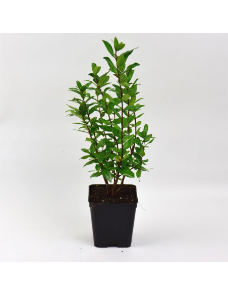 40 Piante di Mirto Comune Vaso 7cm-Pianta Da Cespuglio | Mondo Piante